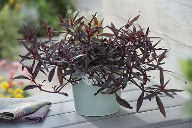 《伊苏》新作已经在开发中 2022年不会发售